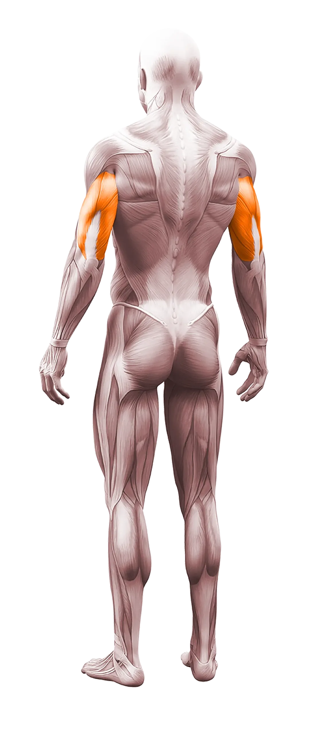 triceps